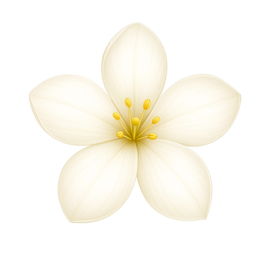 Jasmine Flower